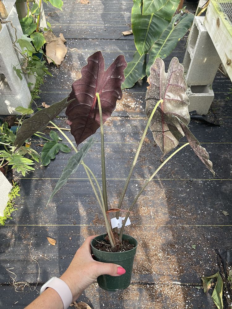 alocasia-chantrierii-elephant-ear