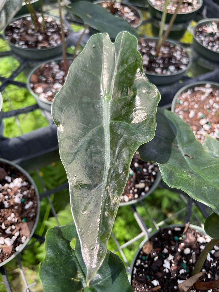alocasia-chantrierii-elephant-ear