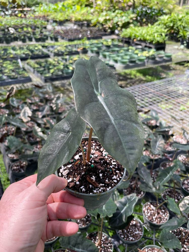 alocasia-chantrierii-elephant-ear
