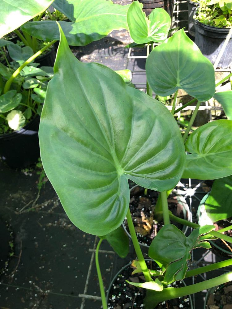 alocasia-cucullata-elephant-ear-chinese-taro