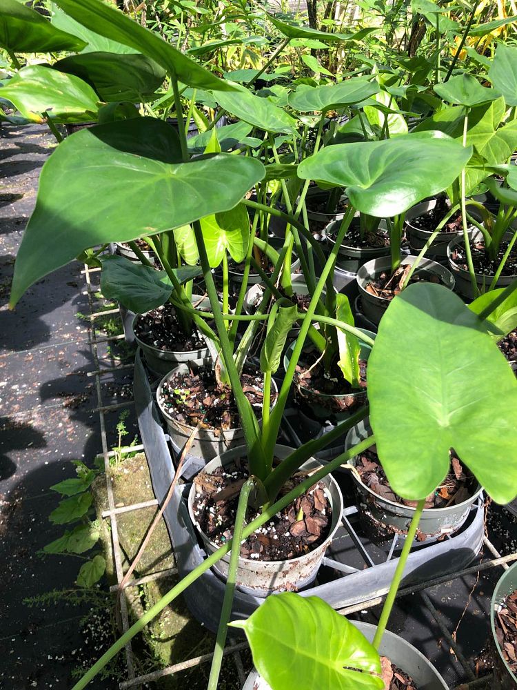 alocasia-cucullata-elephant-ear-chinese-taro