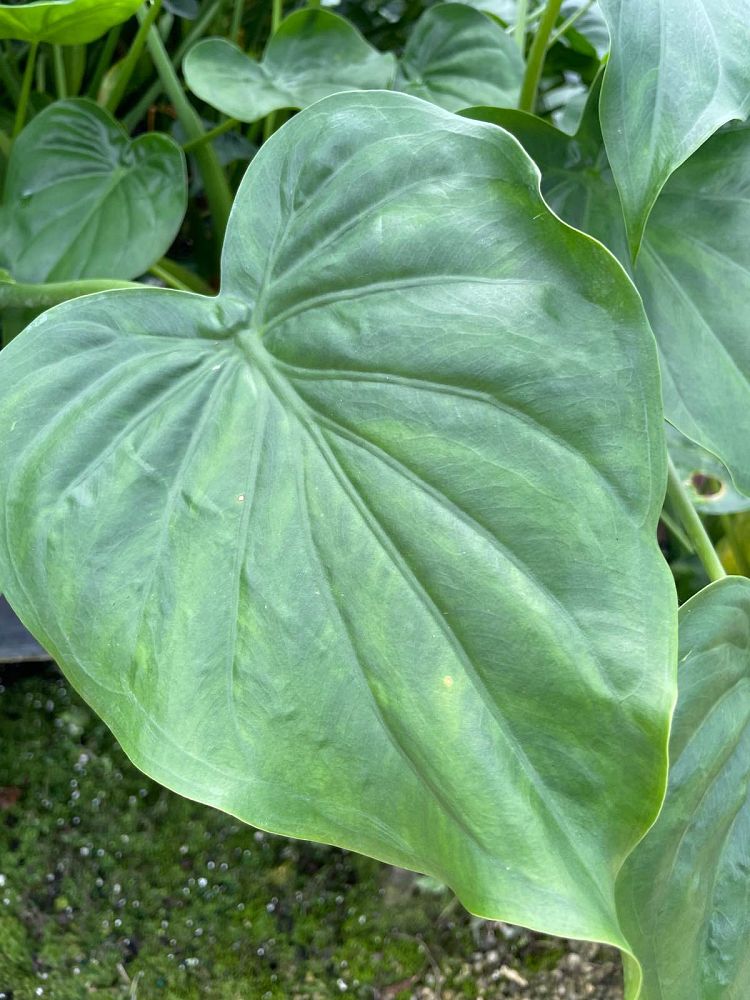 alocasia-cucullata-elephant-ear-chinese-taro