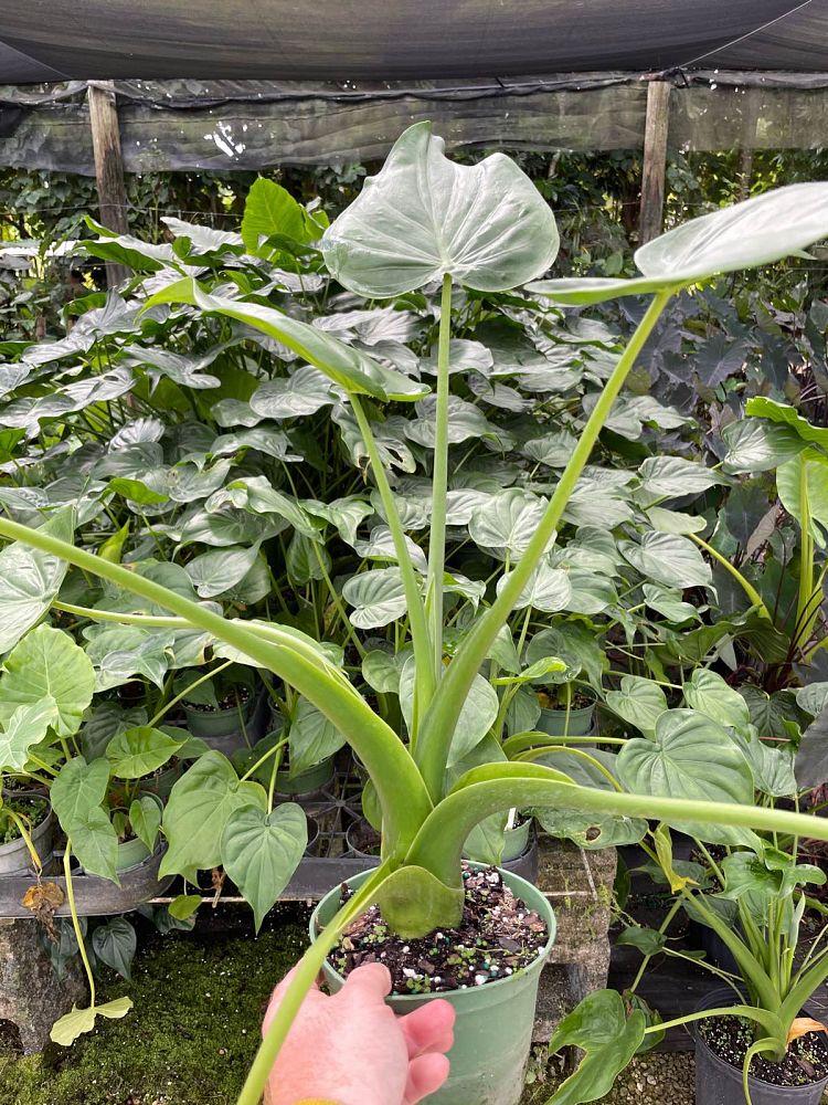 alocasia-cucullata-elephant-ear-chinese-taro