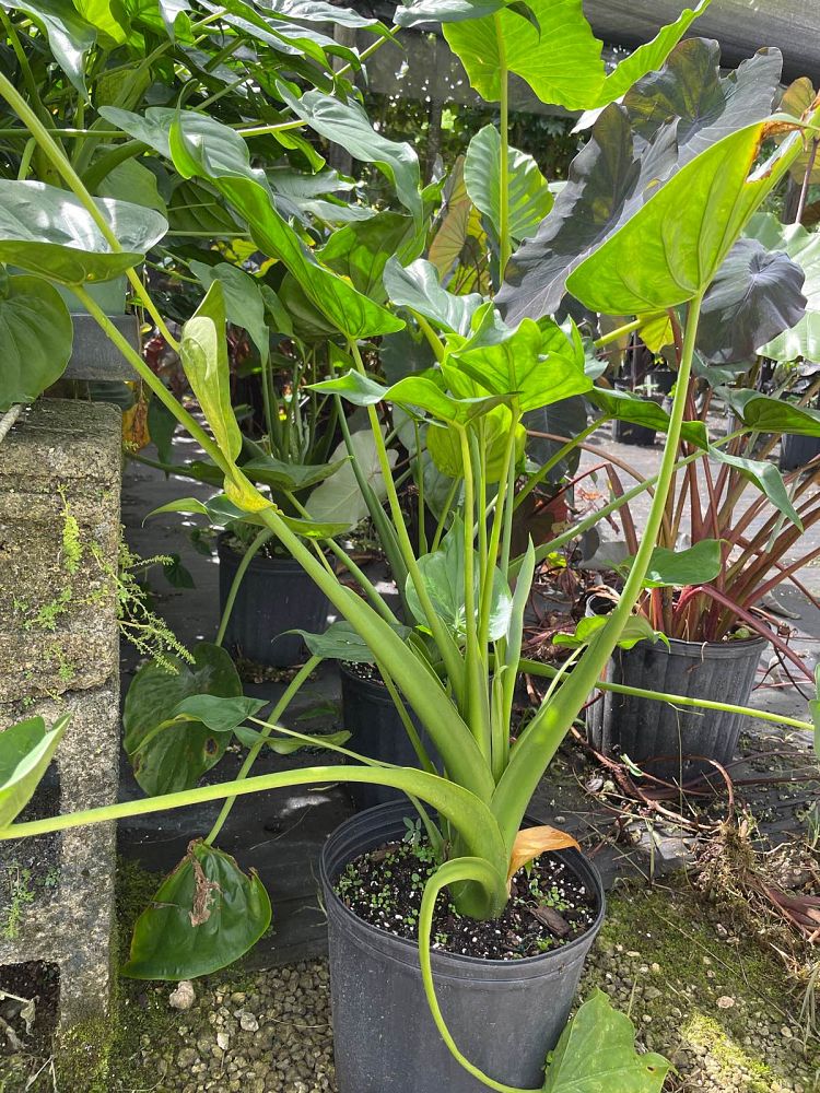 alocasia-cucullata-elephant-ear-chinese-taro