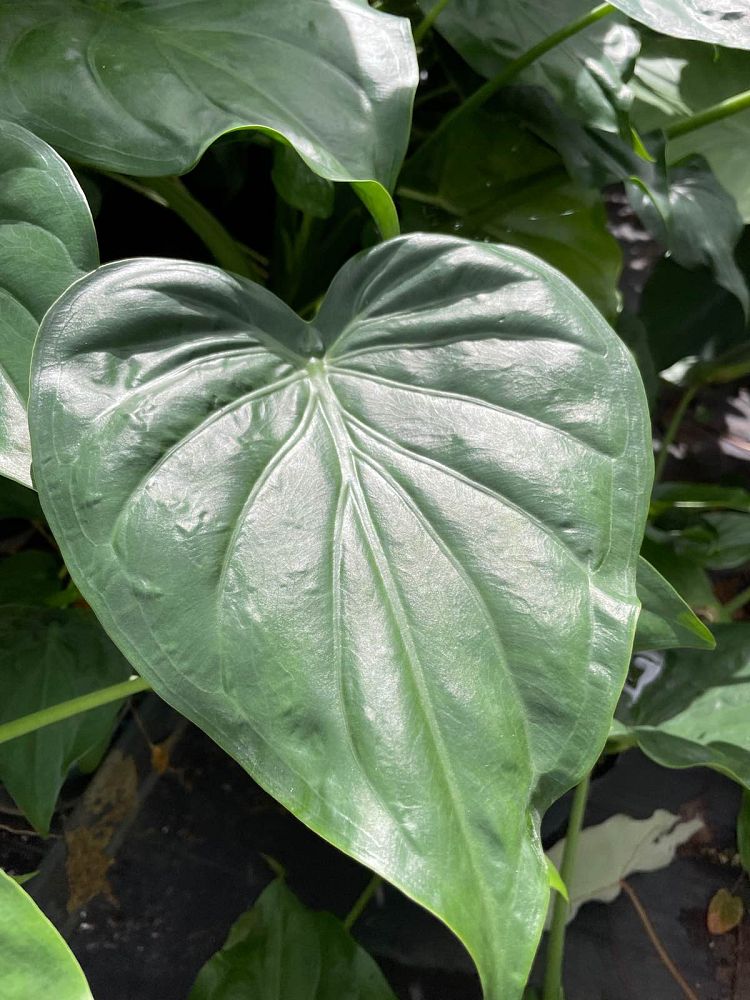 alocasia-cucullata-elephant-ear-chinese-taro