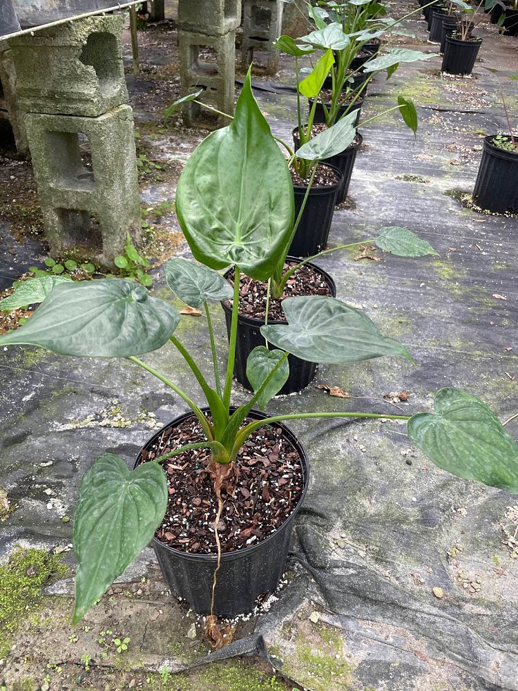 alocasia-cucullata-elephant-ear-chinese-taro