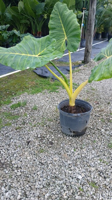 alocasia-cucullata-yellow-tail-buddha-s-hand-chinese-taro-hooded-dwarf-elephant-ear