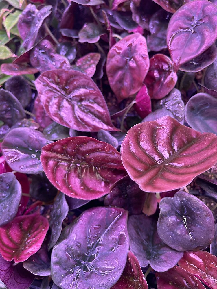 alocasia-cuprea-taro-elephant-ear