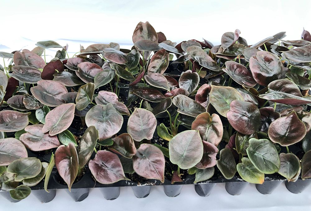 alocasia-cuprea-taro-elephant-ear