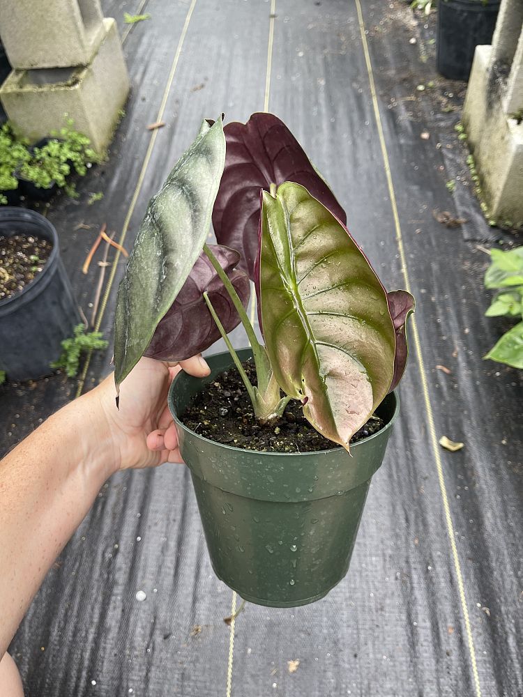 alocasia-cuprea-taro-elephant-ear