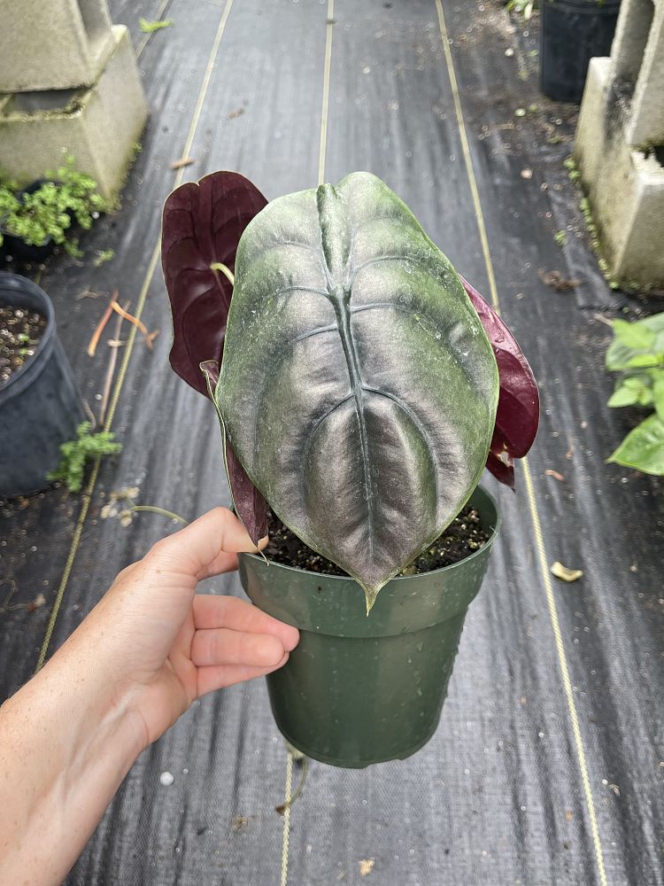 alocasia-cuprea-taro-elephant-ear
