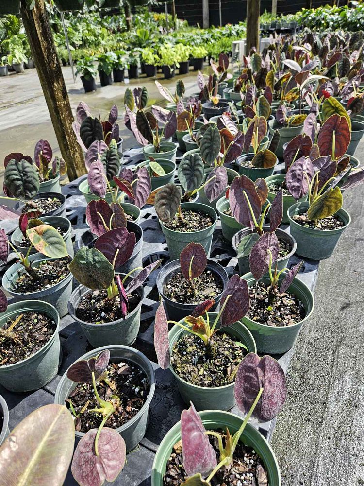 alocasia-cuprea-taro-elephant-ear