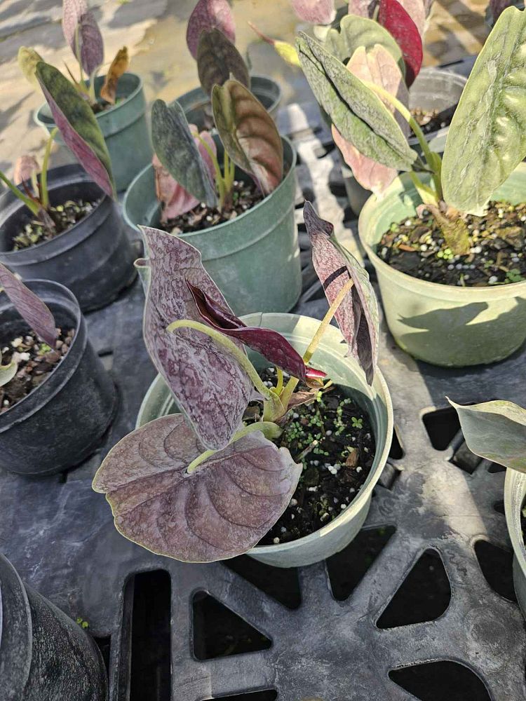 alocasia-cuprea-taro-elephant-ear
