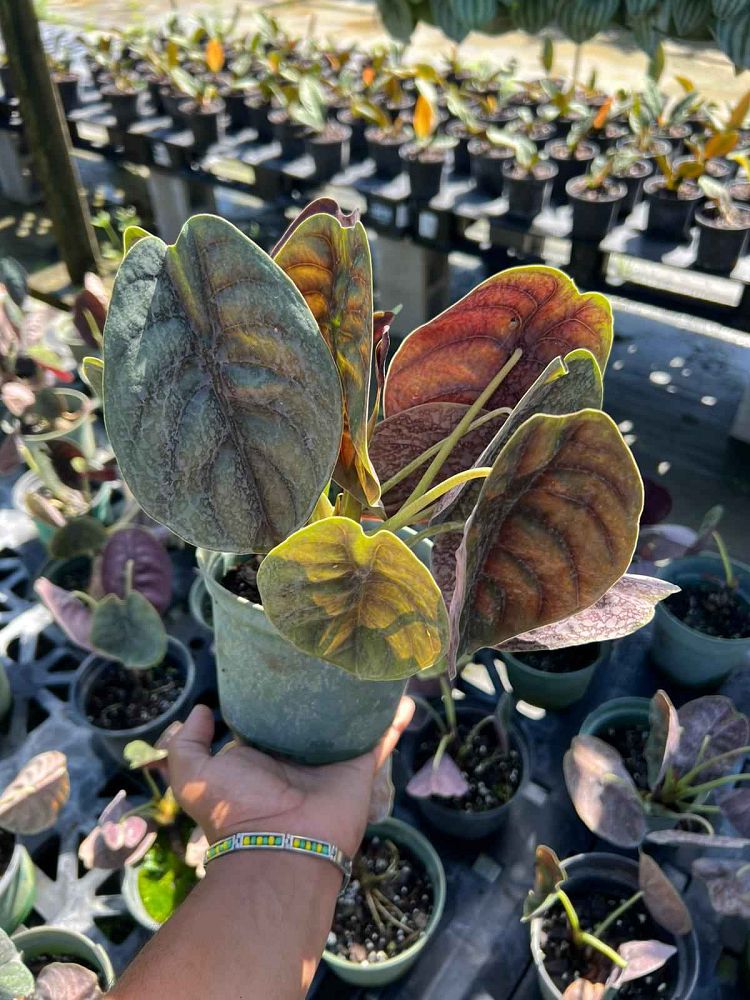 alocasia-cuprea-taro-elephant-ear