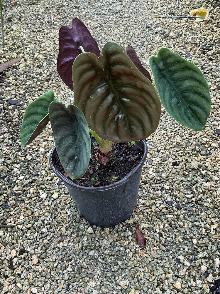 alocasia-cuprea-taro-elephant-ear