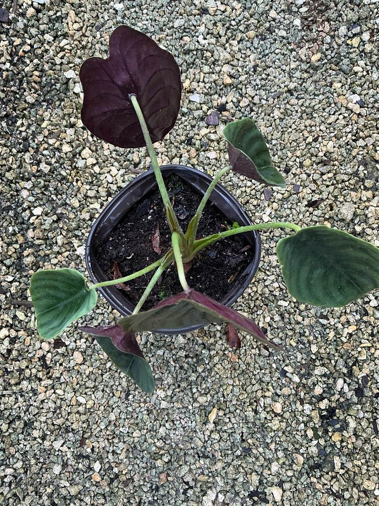 alocasia-cuprea-taro-elephant-ear