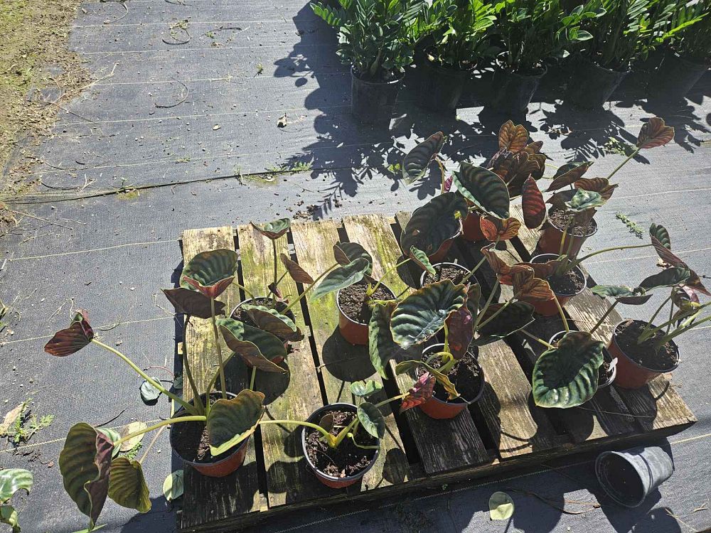 alocasia-cuprea-taro-elephant-ear