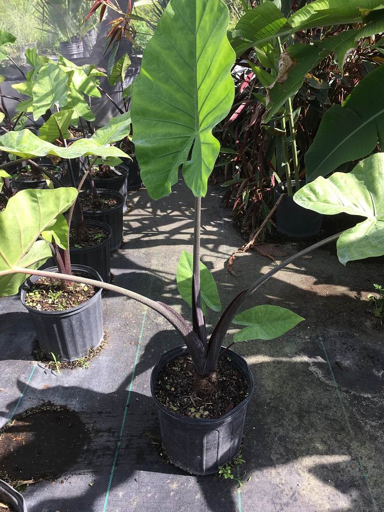 alocasia-dark-star-elephant-ear