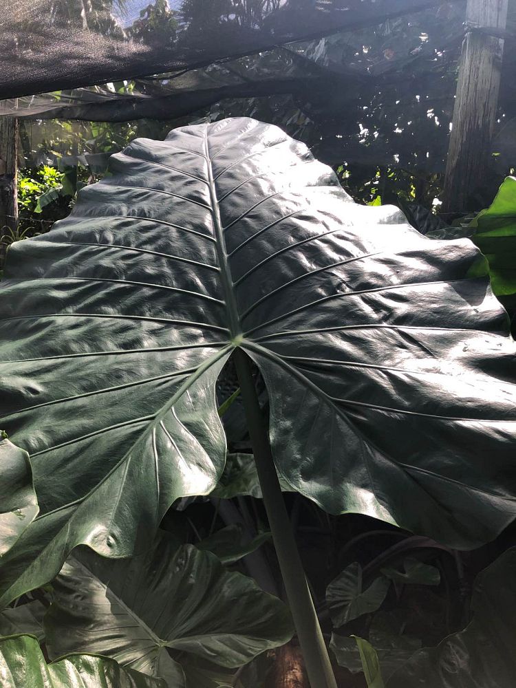 alocasia-dark-star-elephant-ear