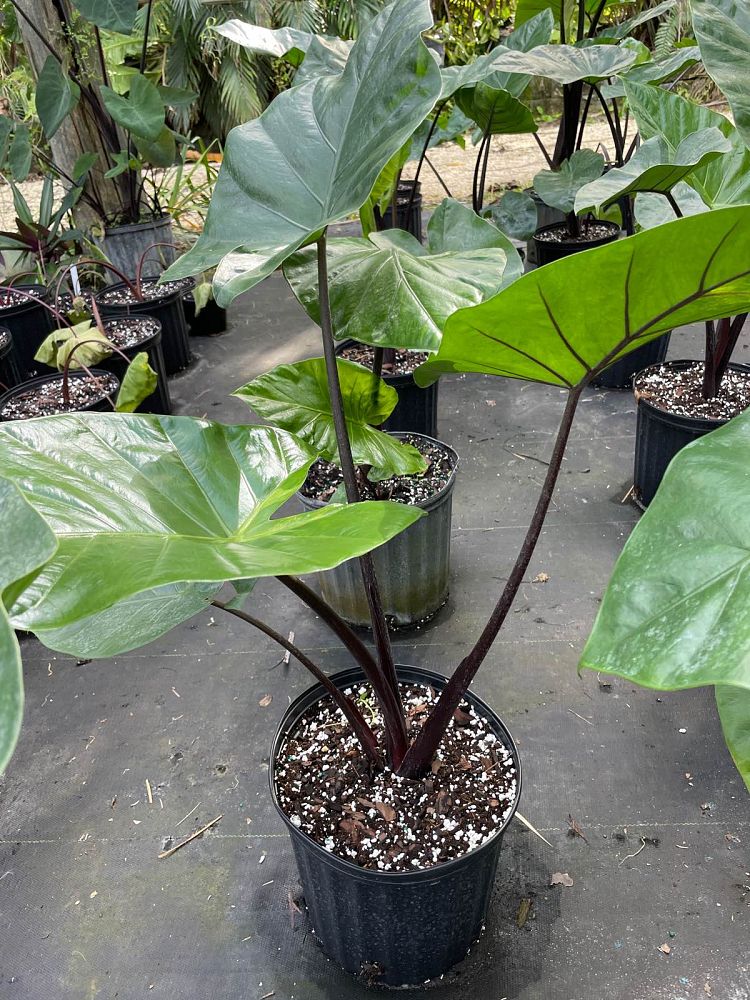 alocasia-dark-star-elephant-ear