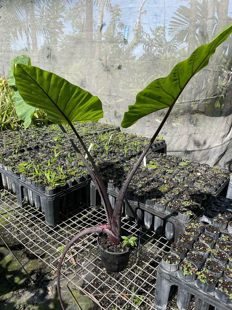 alocasia-dark-star-elephant-ear