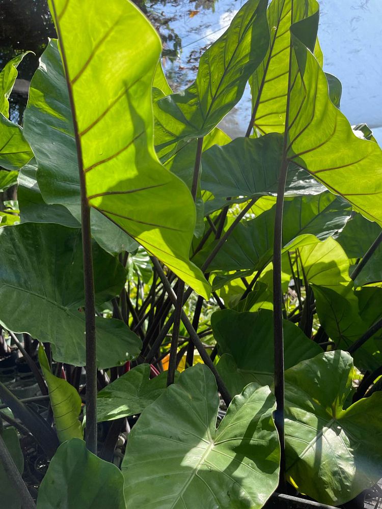 alocasia-dark-star-elephant-ear