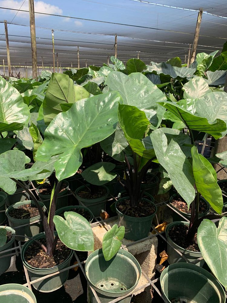 alocasia-dark-star-elephant-ear