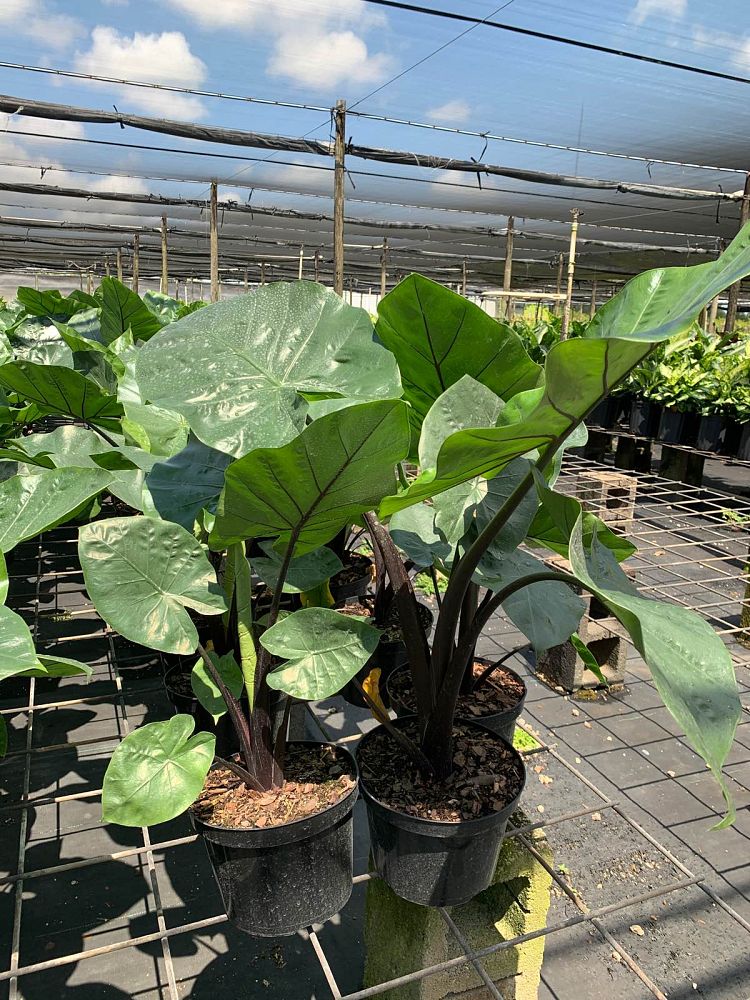 alocasia-dark-star-elephant-ear