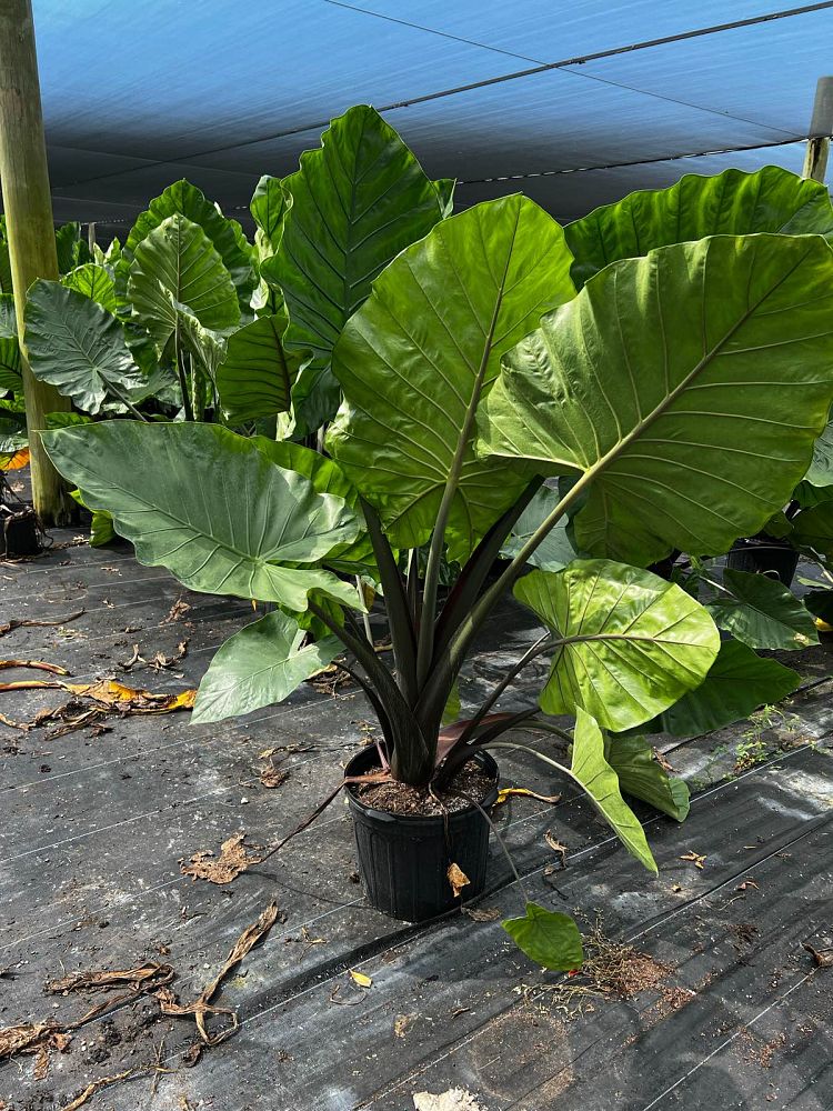 alocasia-dark-star-elephant-ear