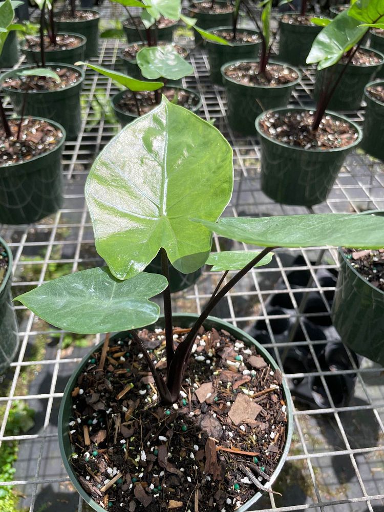 alocasia-dark-star-elephant-ear