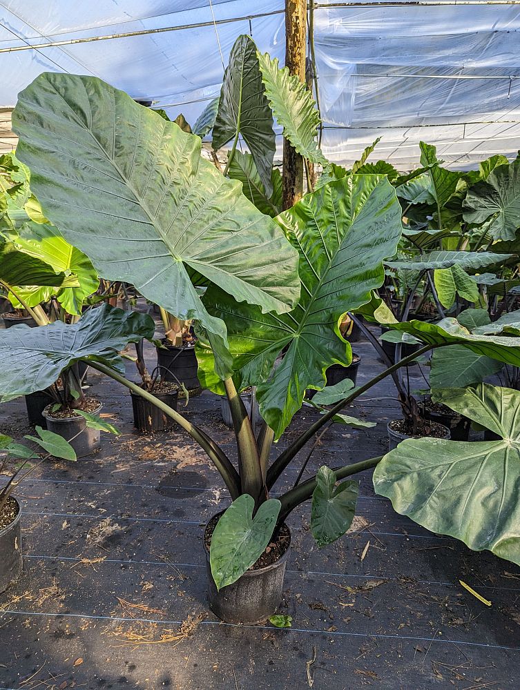 alocasia-dark-star-elephant-ear
