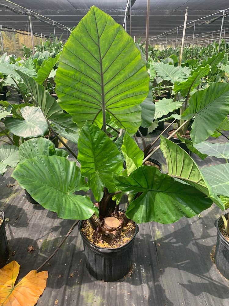 alocasia-dark-star-elephant-ear