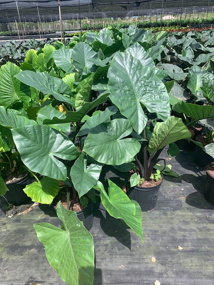 alocasia-dark-star-elephant-ear