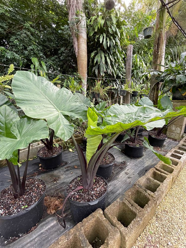 alocasia-dark-star-elephant-ear