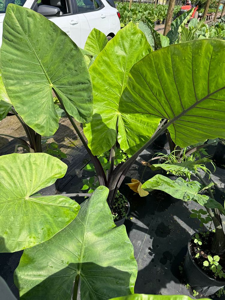 alocasia-dark-star-elephant-ear