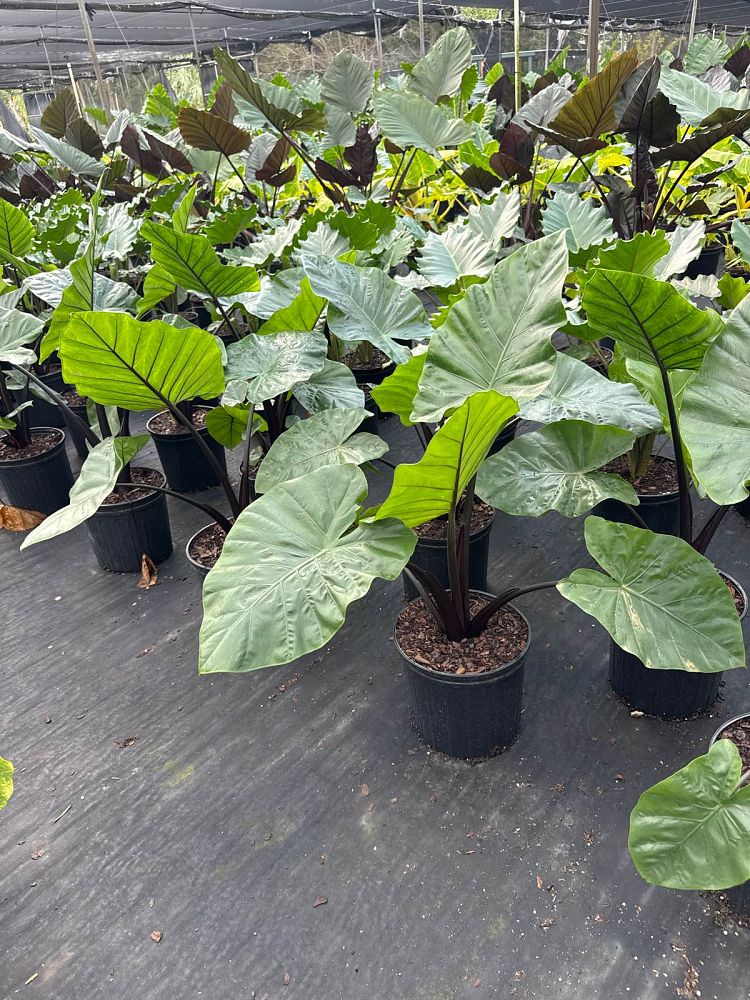 alocasia-dark-star-elephant-ear