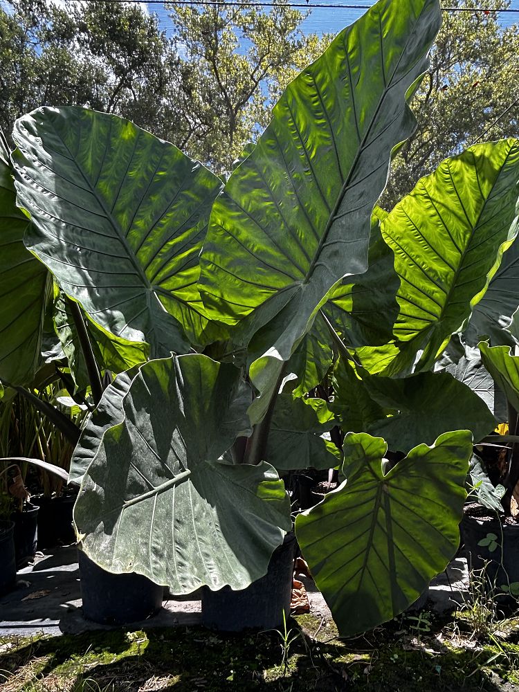alocasia-dark-star-elephant-ear
