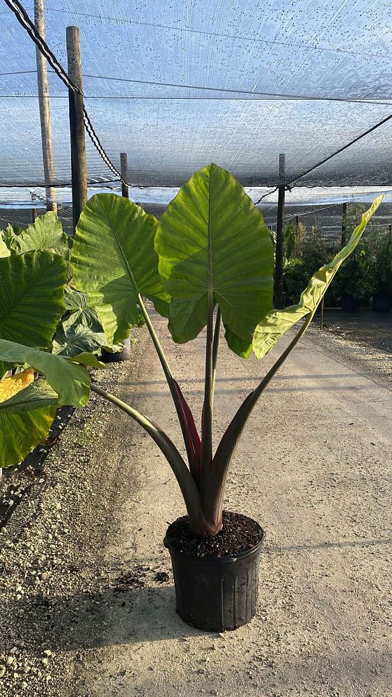 alocasia-dark-star-elephant-ear