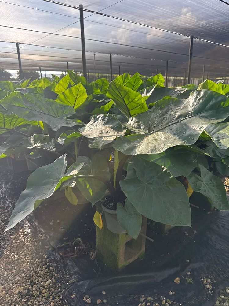 alocasia-dark-star-elephant-ear