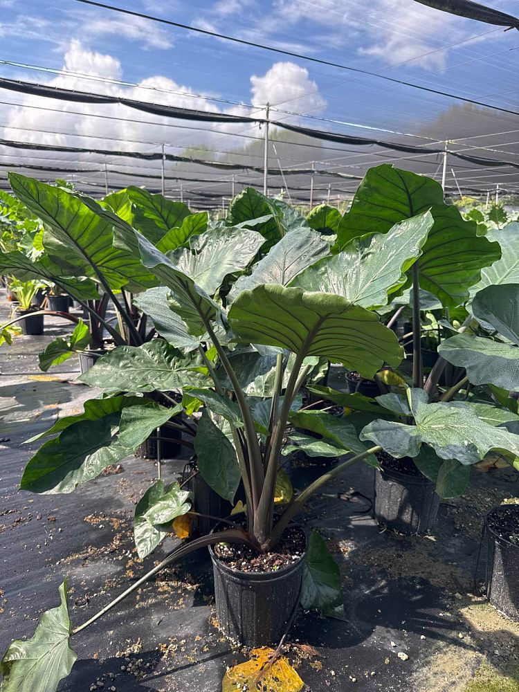 alocasia-dark-star-elephant-ear