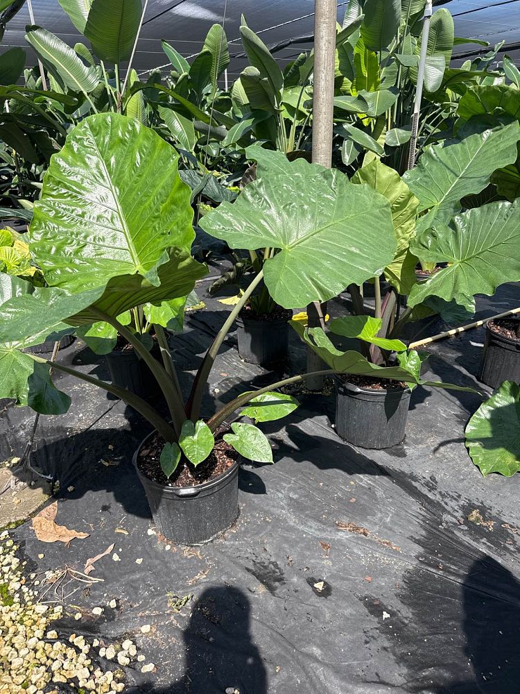 alocasia-dark-star-elephant-ear