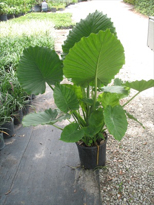 alocasia-dwarf-elephant-ear