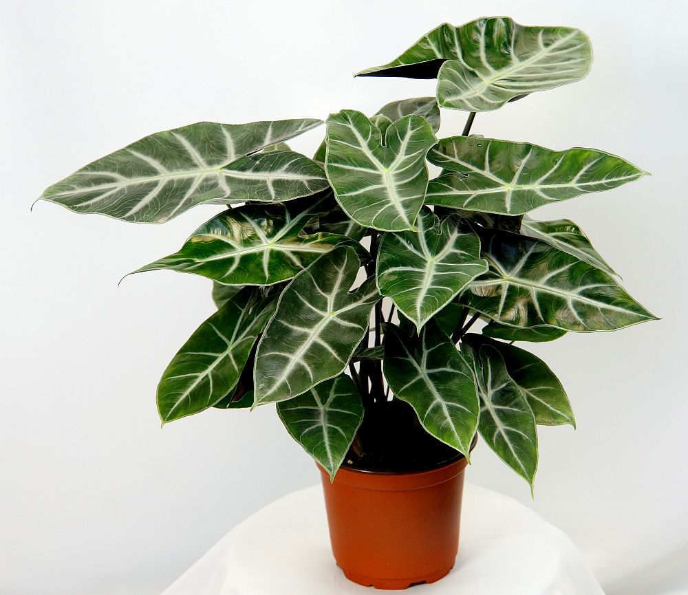 alocasia-ebony-elephant-ear