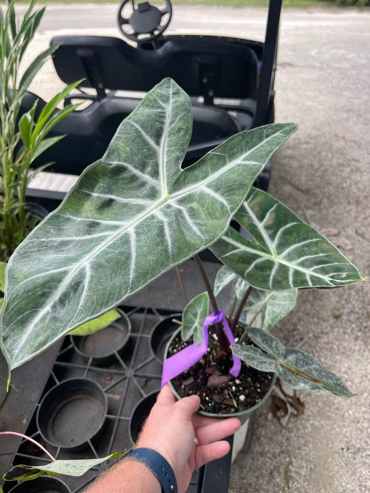 alocasia-ebony-elephant-ear