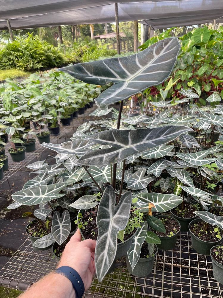 alocasia-ebony-elephant-ear