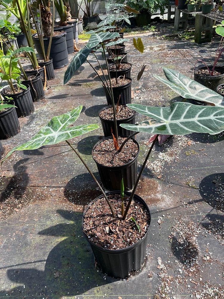 alocasia-ebony-elephant-ear