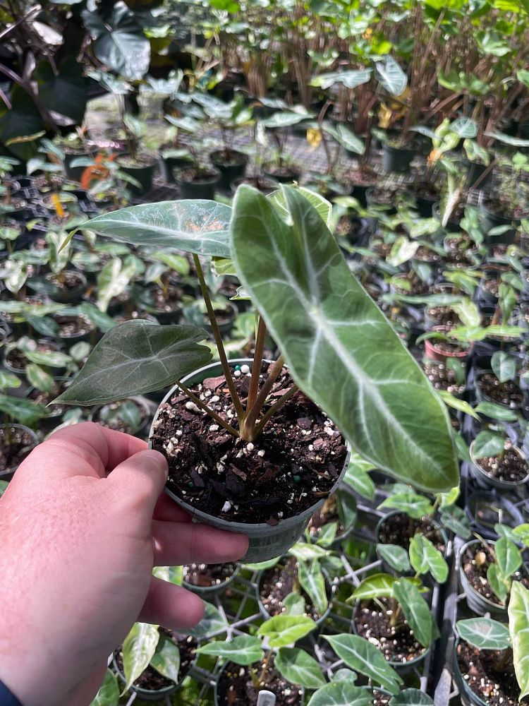 alocasia-ebony-elephant-ear