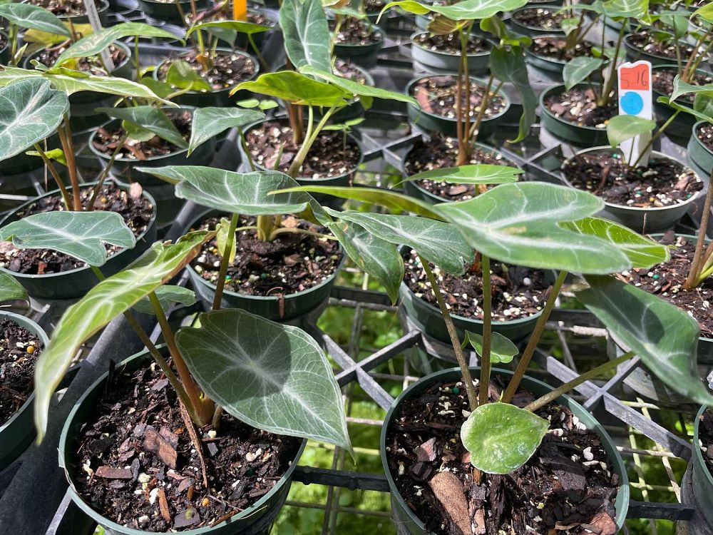 alocasia-ebony-elephant-ear