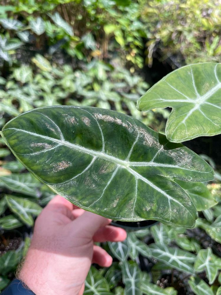 alocasia-ebony-elephant-ear