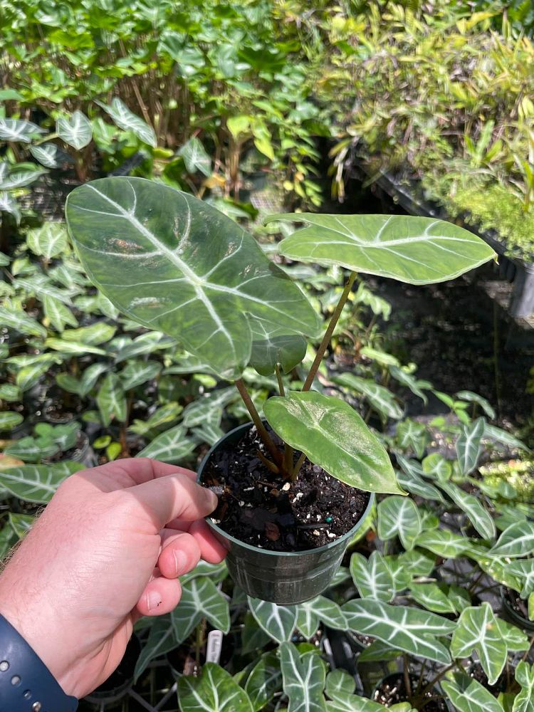 alocasia-ebony-elephant-ear